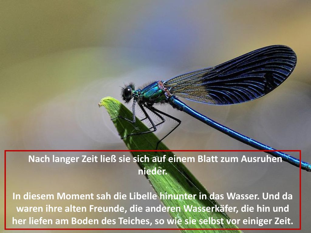 Nach langer Zeit ließ sie sich auf einem Blatt zum Ausruhen nieder.