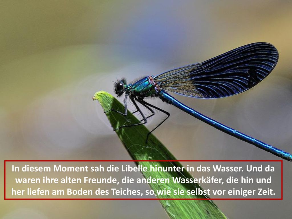 In diesem Moment sah die Libelle hinunter in das Wasser