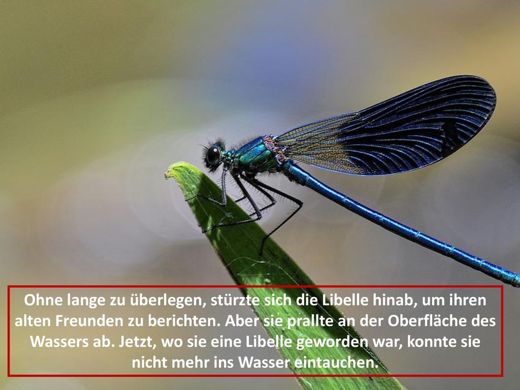 Ohne lange zu überlegen, stürzte sich die Libelle hinab, um ihren alten Freunden zu berichten.