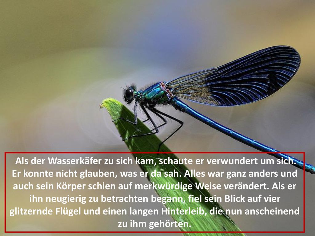 Als der Wasserkäfer zu sich kam, schaute er verwundert um sich