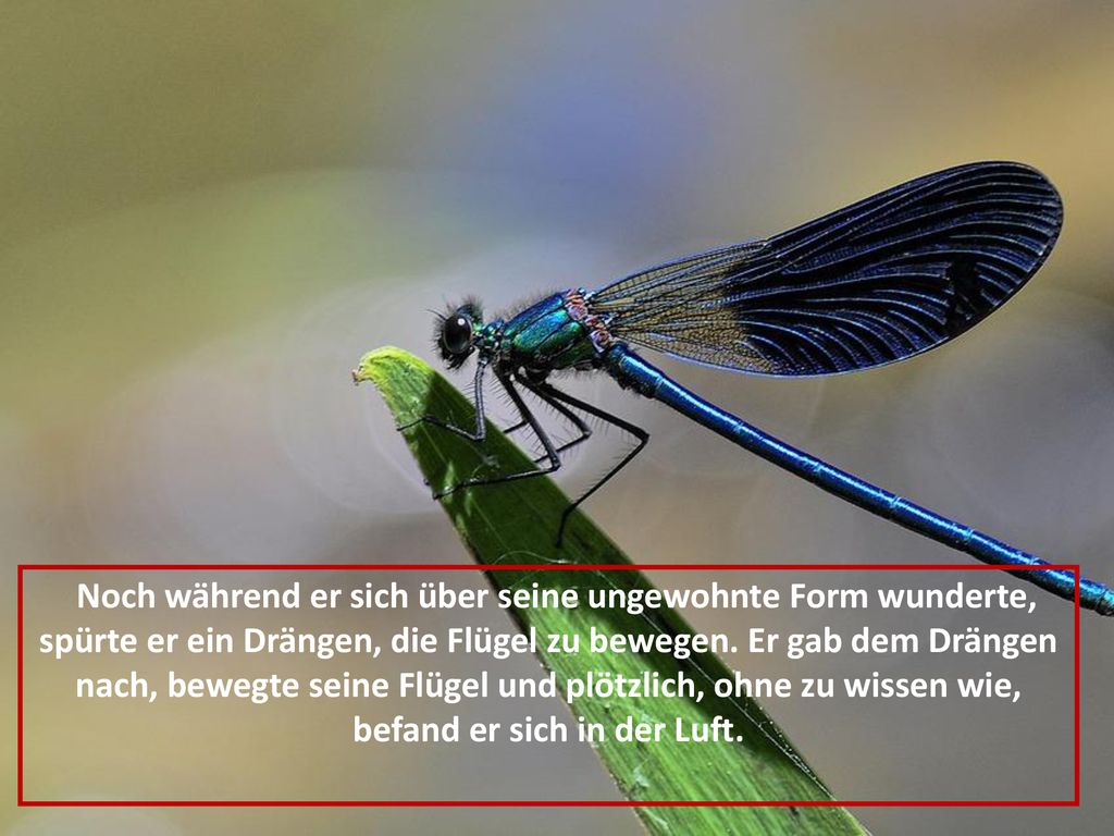 Noch während er sich über seine ungewohnte Form wunderte, spürte er ein Drängen, die Flügel zu bewegen.