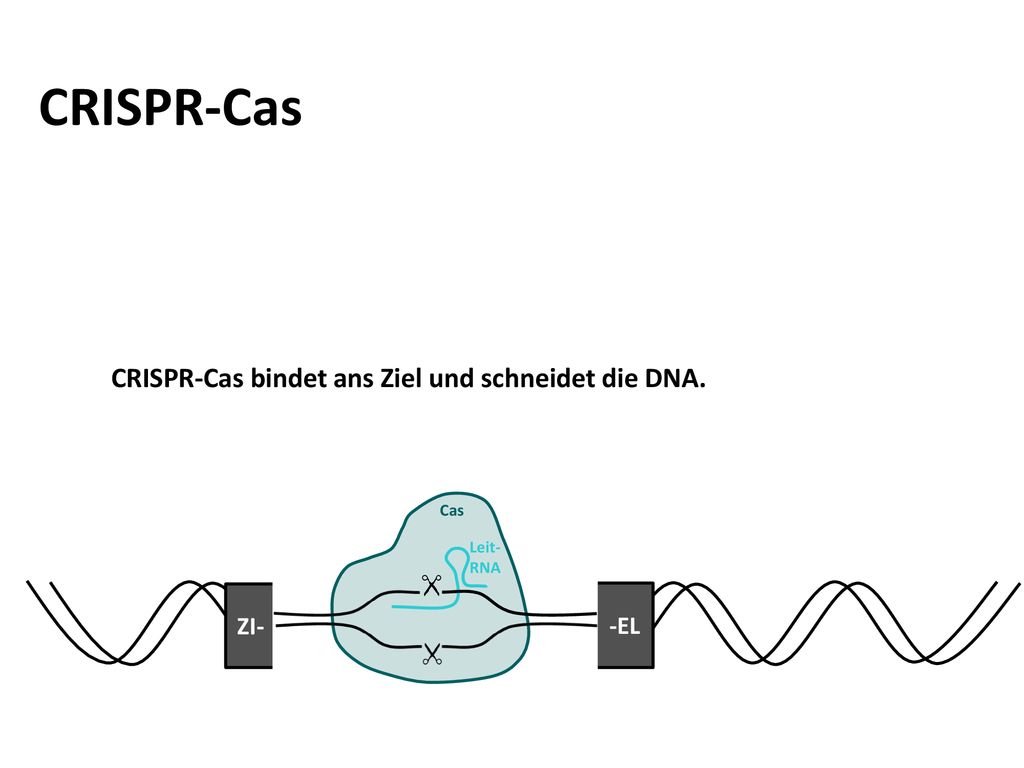CRISPR-Cas CRISPR-Cas bindet ans Ziel und schneidet die DNA. ZI- -EL