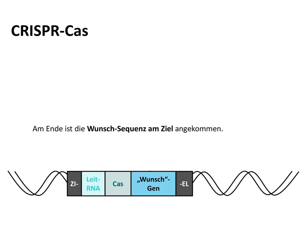 CRISPR-Cas Am Ende ist die Wunsch-Sequenz am Ziel angekommen. Leit-RNA