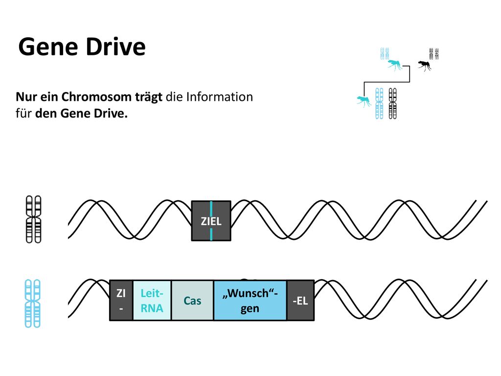 Gene Drive Nur ein Chromosom trägt die Information für den Gene Drive.