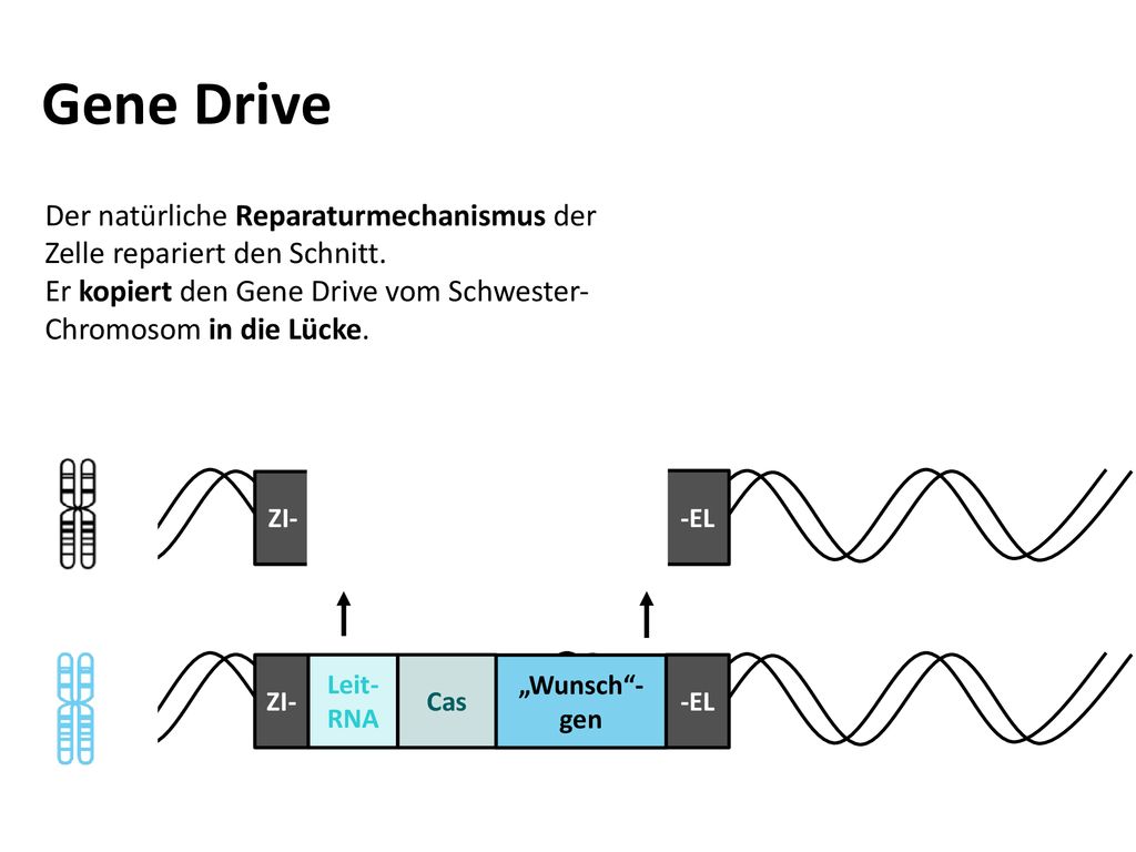 Gene Drive Der natürliche Reparaturmechanismus der Zelle repariert den Schnitt. Er kopiert den Gene Drive vom Schwester-Chromosom in die Lücke.