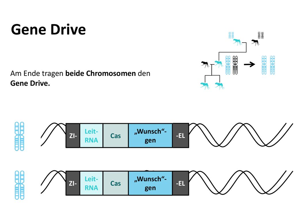 Gene Drive Am Ende tragen beide Chromosomen den Gene Drive. ZI- -EL