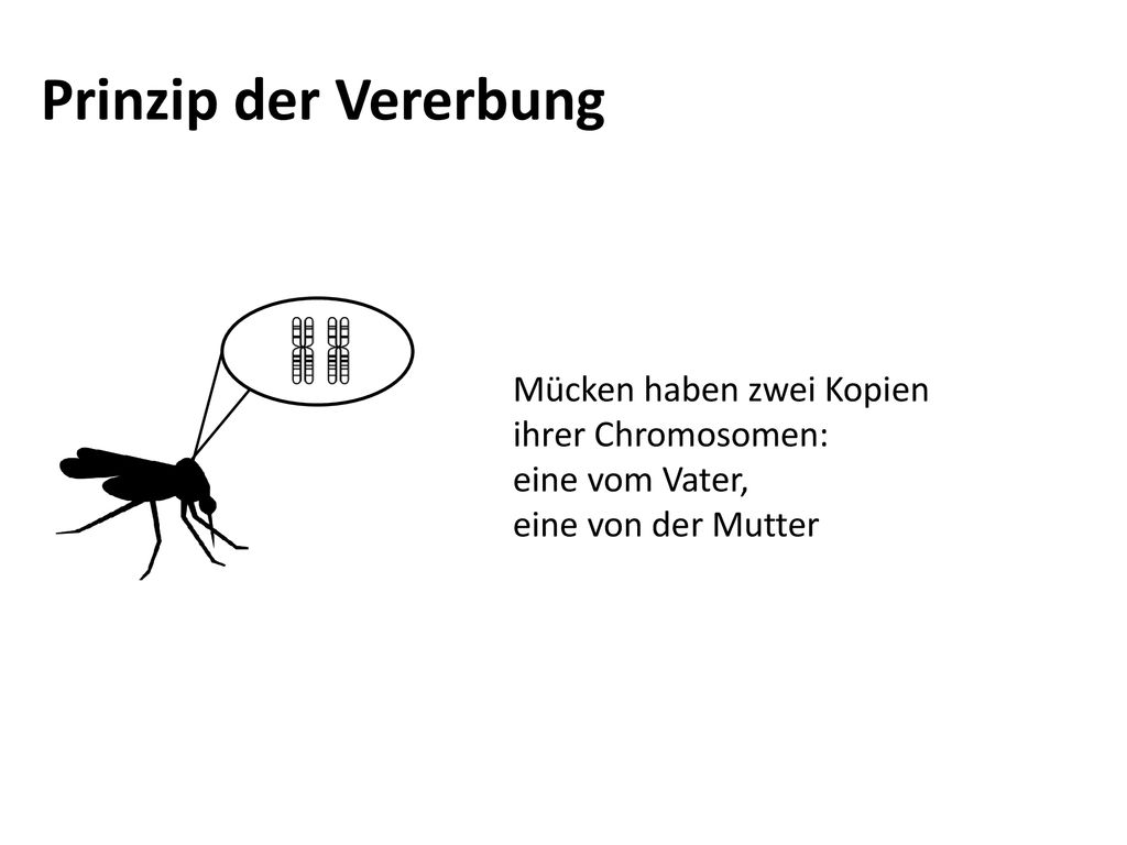Prinzip der Vererbung Mücken haben zwei Kopien ihrer Chromosomen: eine vom Vater, eine von der Mutter.