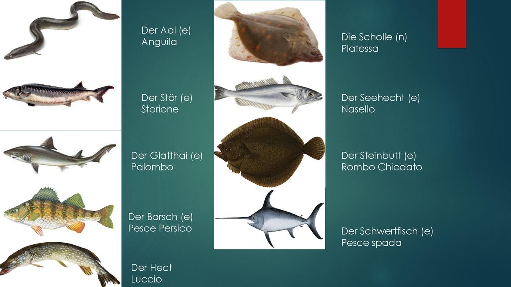 Der Aal (e) Anguila. Die Scholle (n) Platessa. Der Stör (e) Storione. Der Seehecht (e) Nasello.
