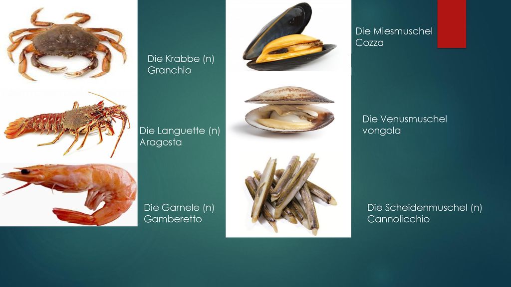 Die Miesmuschel Cozza. Die Krabbe (n) Granchio. Die Venusmuschel. vongola. Die Languette (n) Aragosta.