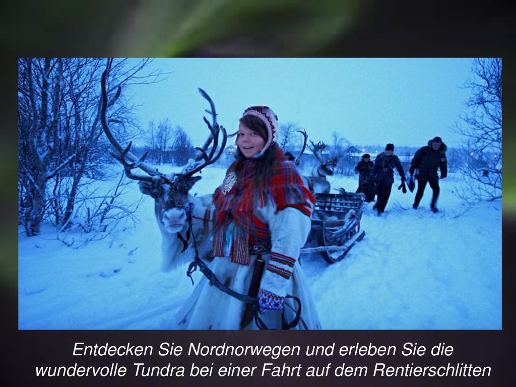 Entdecken Sie Nordnorwegen und erleben Sie die wundervolle Tundra bei einer Fahrt auf dem Rentierschlitten
