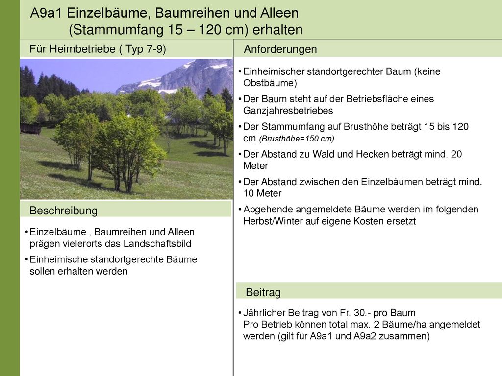 A9a1 Einzelbäume, Baumreihen und Alleen (Stammumfang 15 – 120 cm) erhalten