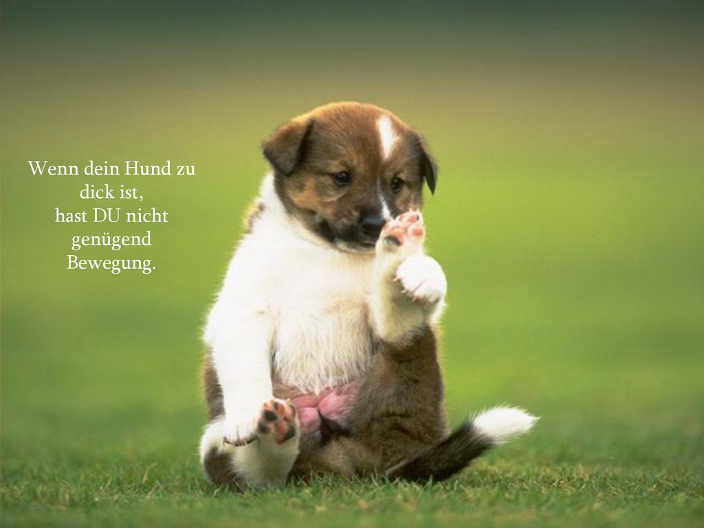 Wenn dein Hund zu dick ist, hast DU nicht genügend Bewegung.