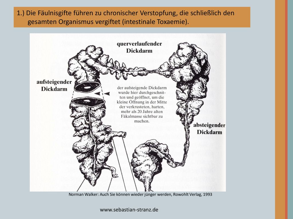 1.) Die Fäulnisgifte führen zu chronischer Verstopfung, die schließlich den gesamten Organismus vergiftet (intestinale Toxaemie).