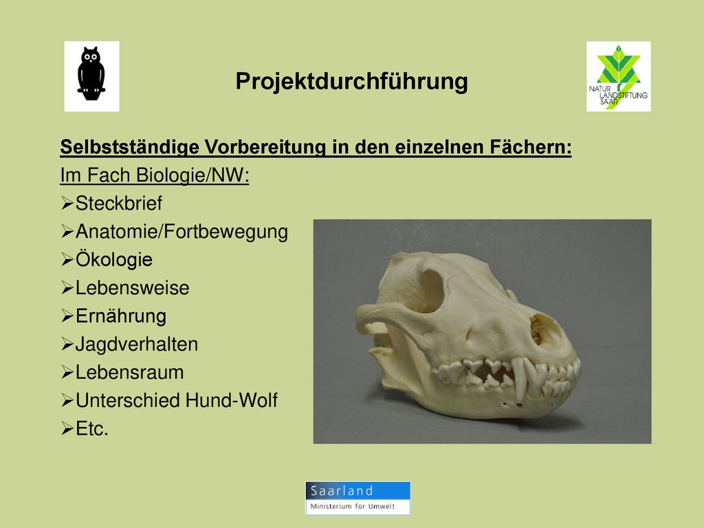 Projektdurchführung Selbstständige Vorbereitung in den einzelnen Fächern: Im Fach Biologie/NW: Steckbrief.