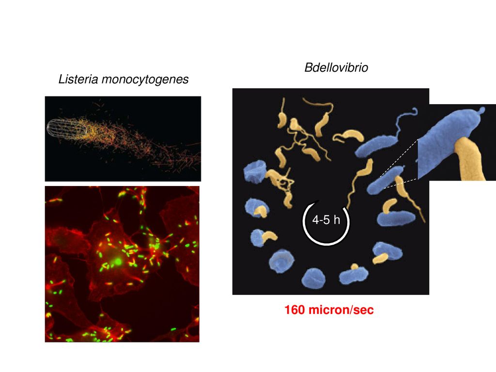 Bdellovibrio 160 micron/sec 4-5 h Listeria monocytogenes