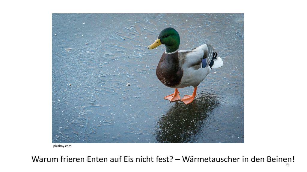 Warum frieren Enten auf Eis nicht fest – Wärmetauscher in den Beinen!
