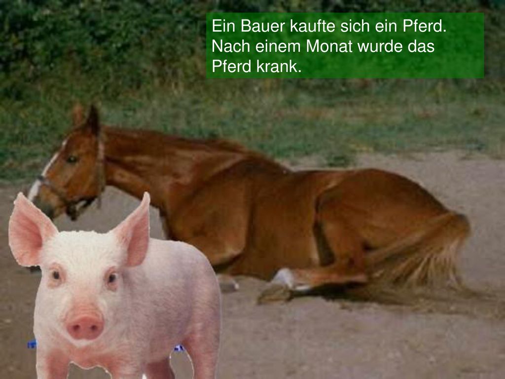 Ein Bauer kaufte sich ein Pferd. Nach einem Monat wurde das Pferd krank.