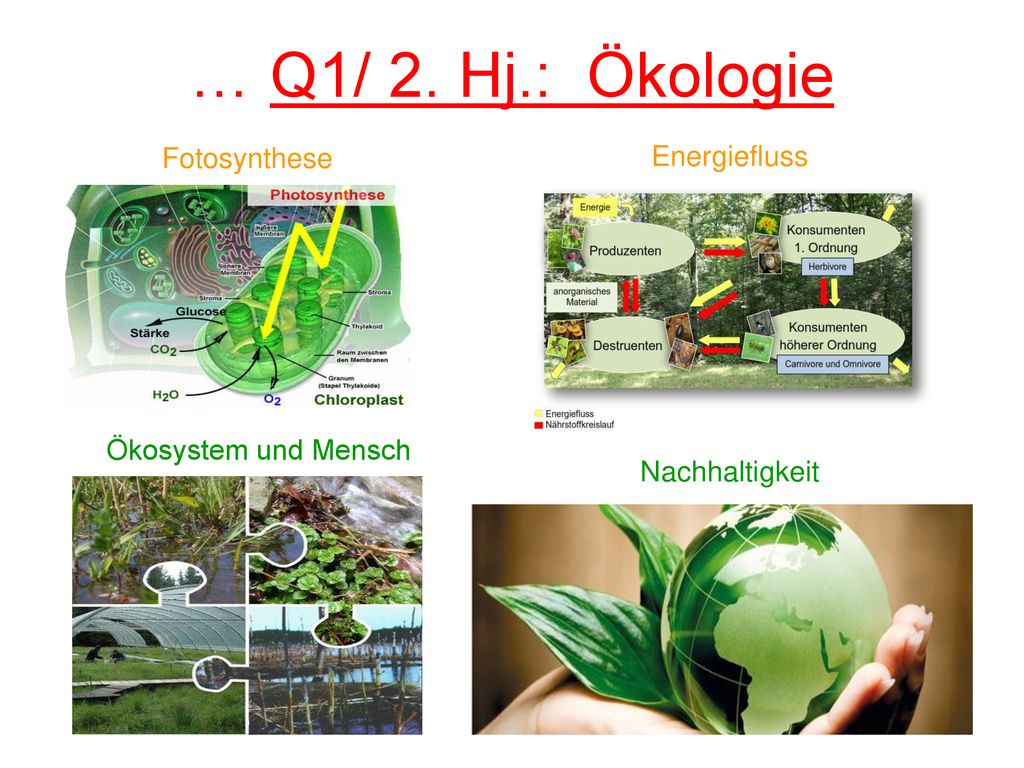 … Q1/ 2. Hj.: Ökologie Fotosynthese Energiefluss Ökosystem und Mensch