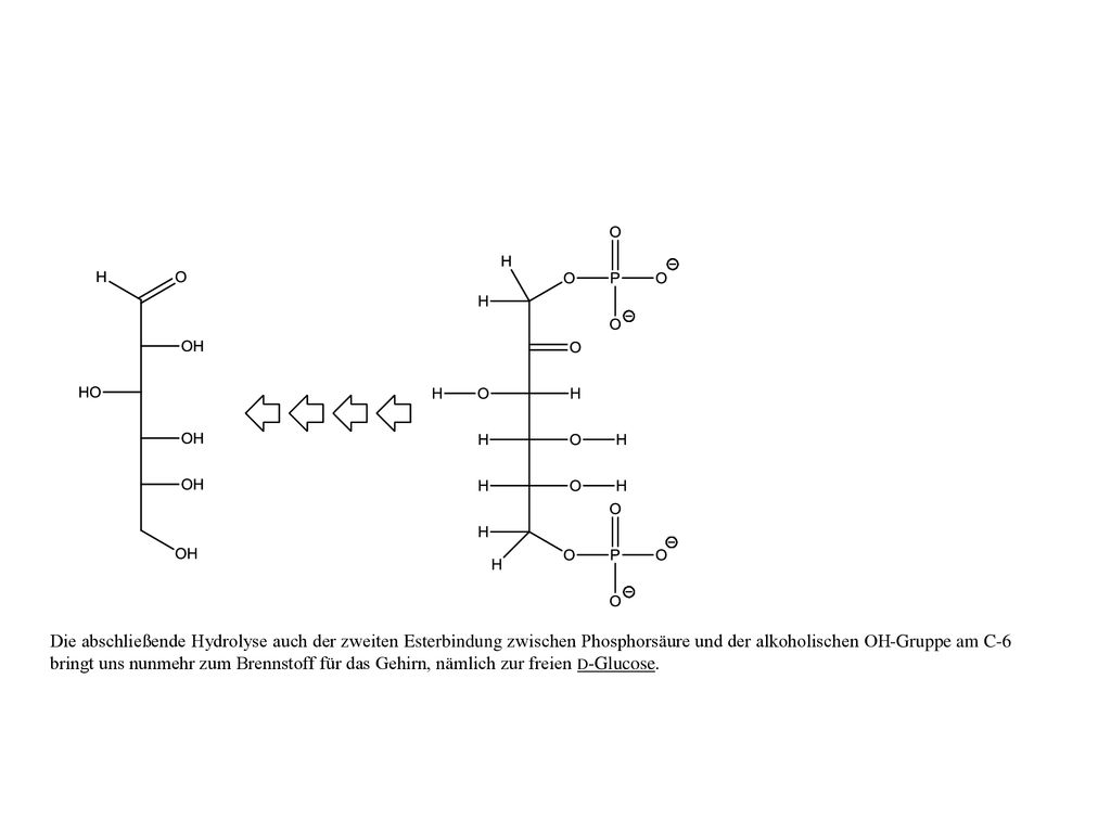 Die abschließende Hydrolyse auch der zweiten Esterbindung zwischen Phosphorsäure und der alkoholischen OH-Gruppe am C-6 bringt uns nunmehr zum Brennstoff für das Gehirn, nämlich zur freien D-Glucose.