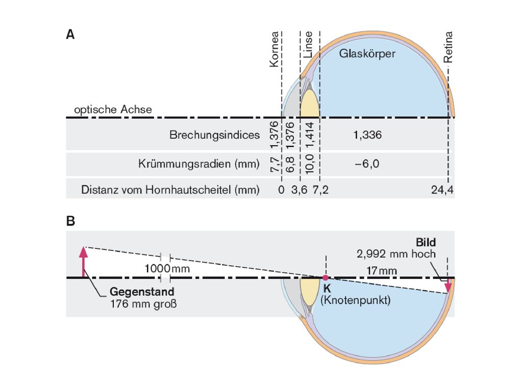 Lichtbrechung im Auge Wie werden Bilder in der Netzhaut wahrgenommen