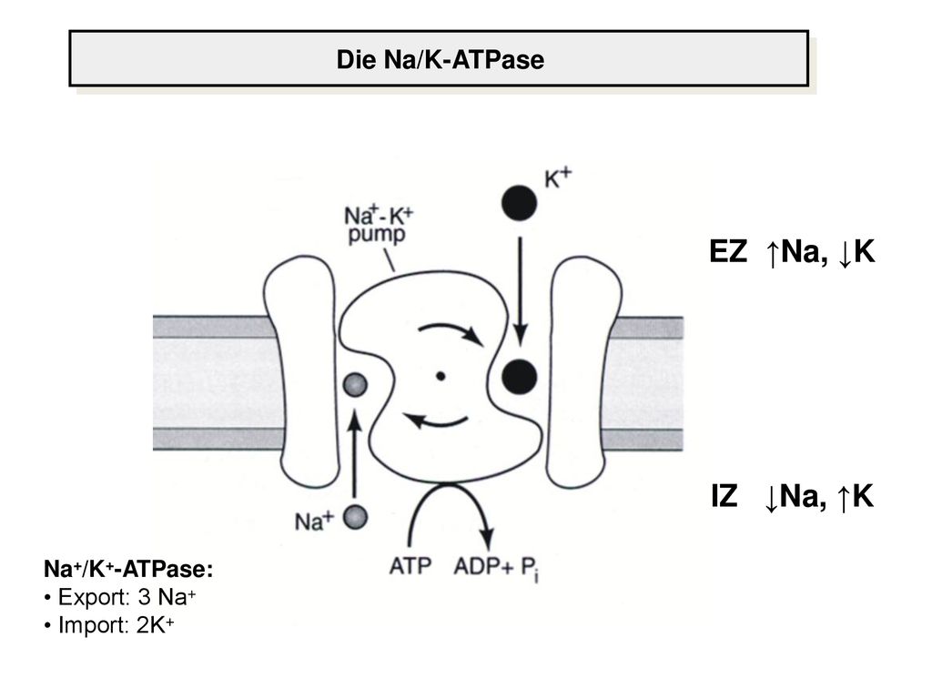 EZ ↑Na, ↓K IZ ↓Na, ↑K Die Na/K-ATPase Na+/K+-ATPase: • Export: 3 Na+