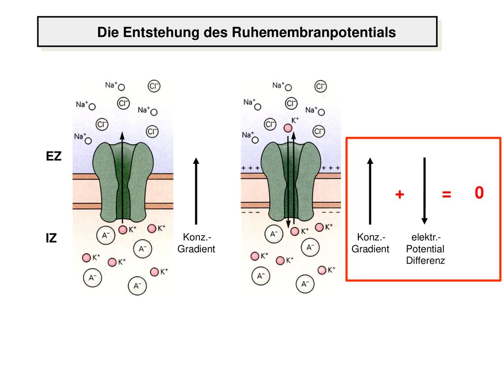 + = 0 Die Entstehung des Ruhemembranpotentials EZ IZ Konz.- Gradient