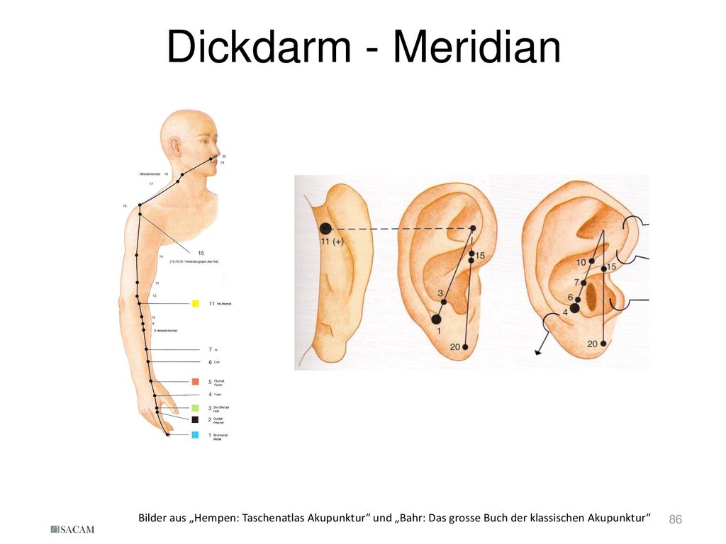 Dickdarm - Meridian Bilder aus „Hempen: Taschenatlas Akupunktur und „Bahr: Das grosse Buch der klassischen Akupunktur