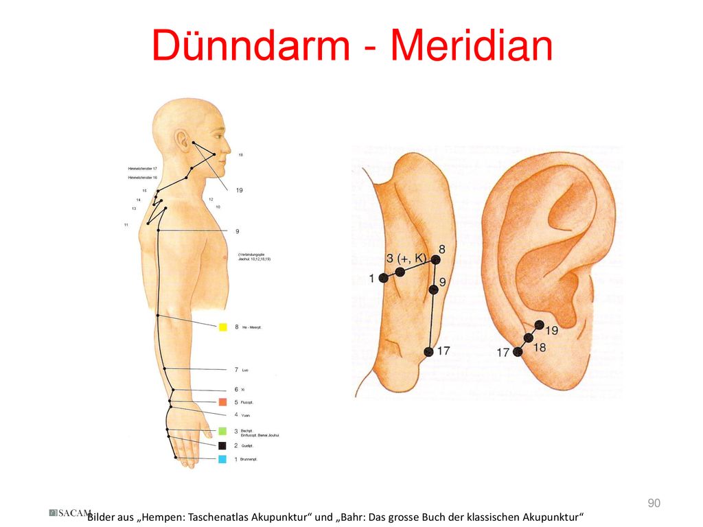 Dünndarm - Meridian Bilder aus „Hempen: Taschenatlas Akupunktur und „Bahr: Das grosse Buch der klassischen Akupunktur
