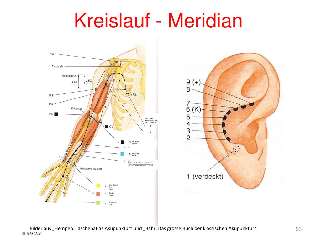 Kreislauf - Meridian Bilder aus „Hempen: Taschenatlas Akupunktur und „Bahr: Das grosse Buch der klassischen Akupunktur