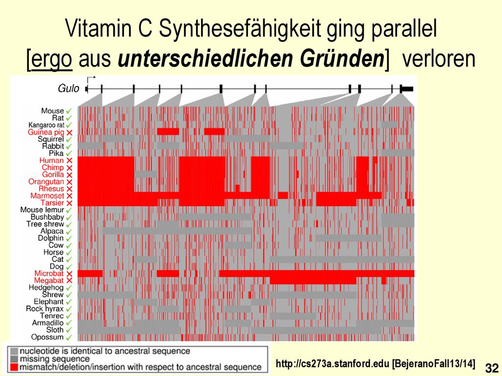 Vitamin C Synthesefähigkeit ging parallel [ergo aus unterschiedlichen Gründen] verloren