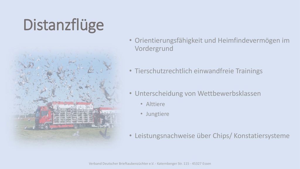 Distanzflüge Orientierungsfähigkeit und Heimfindevermögen im Vordergrund. Tierschutzrechtlich einwandfreie Trainings.