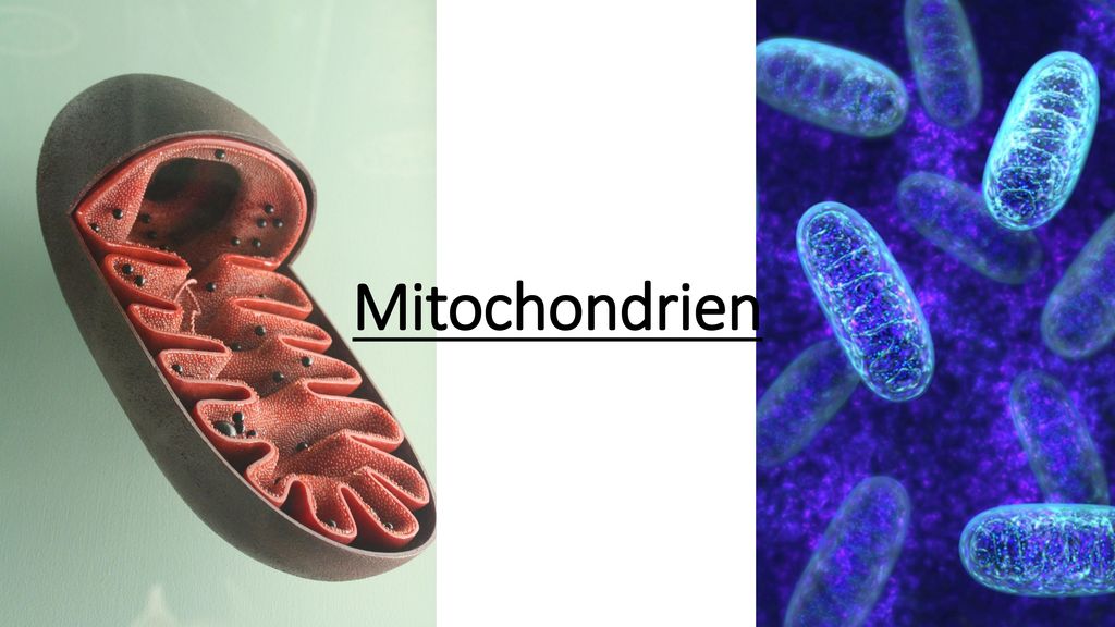 Mitochondrien
