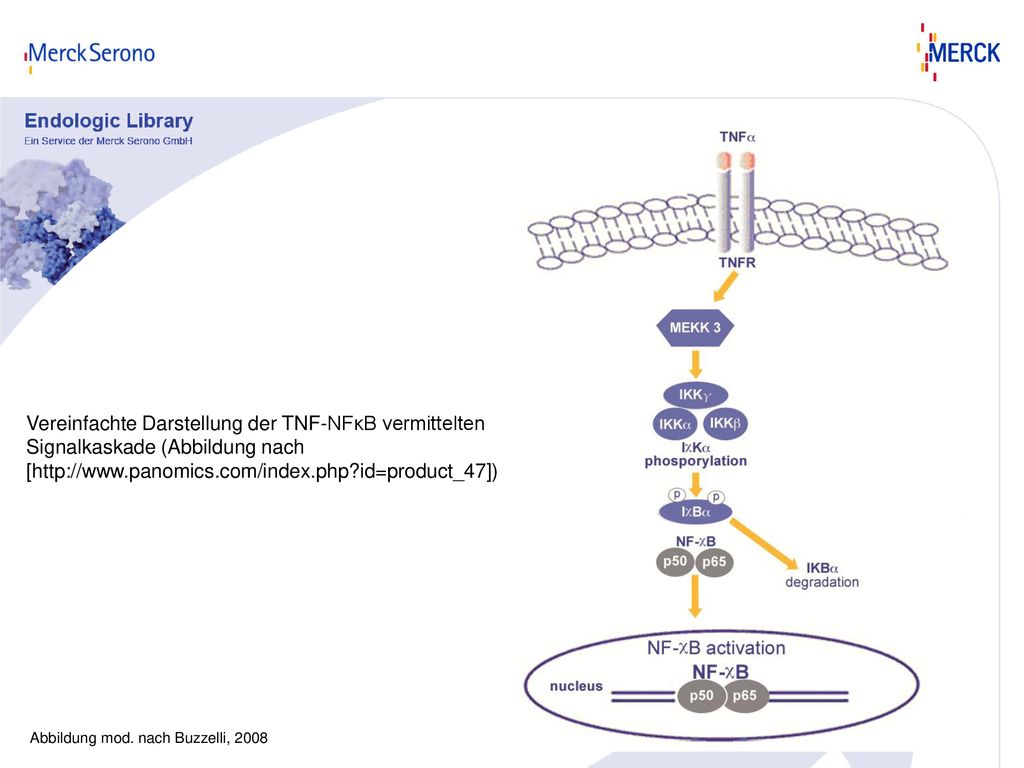 Vereinfachte Darstellung der TNF-NFκB vermittelten Signalkaskade (Abbildung nach [  id=product_47])