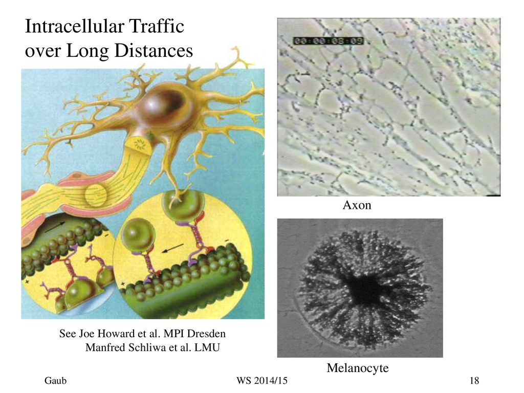 See Joe Howard et al. MPI Dresden Manfred Schliwa et al. LMU