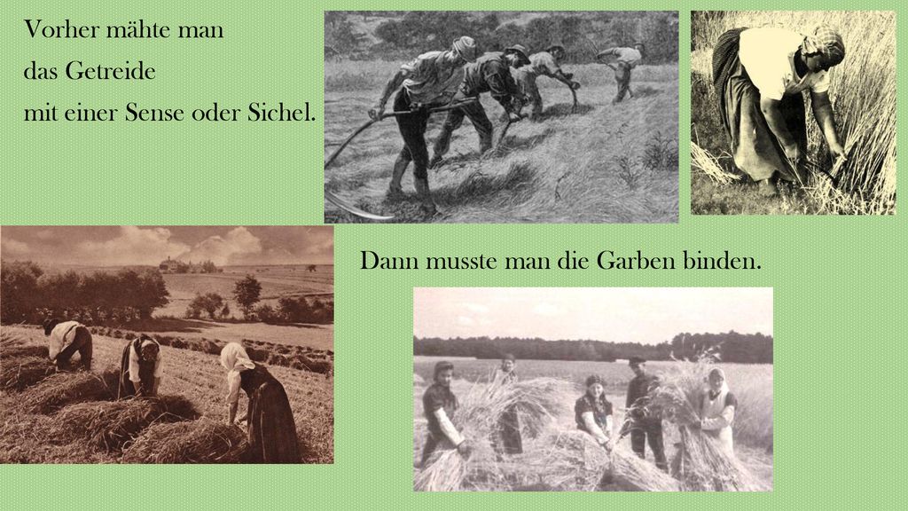 Vorher mähte man das Getreide mit einer Sense oder Sichel. Dann musste man die Garben binden.