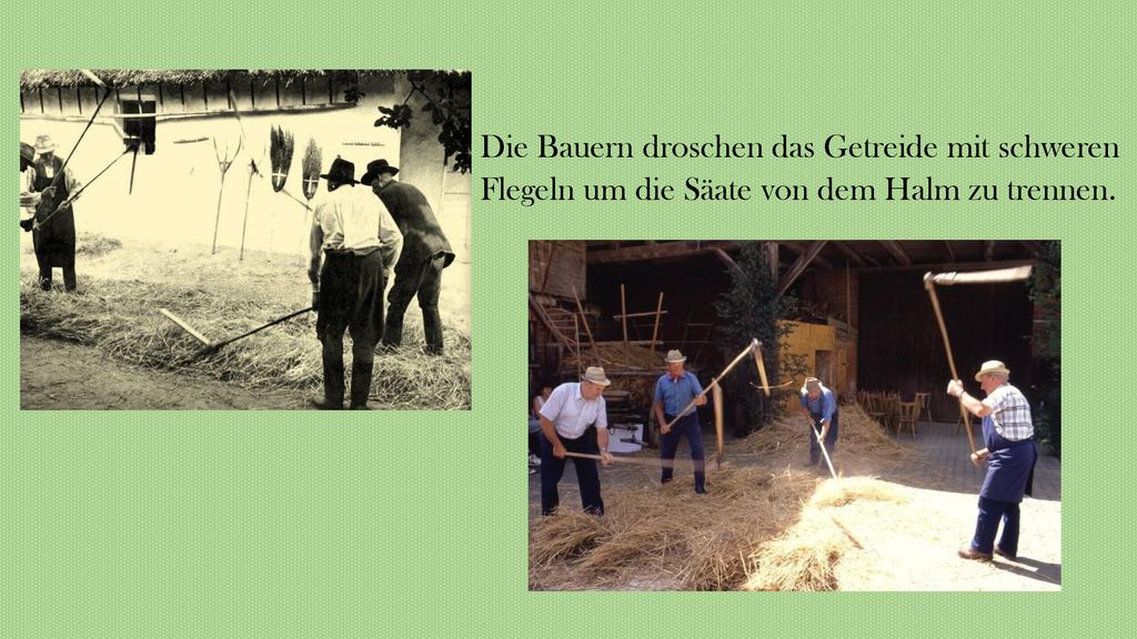 Die Bauern droschen das Getreide mit schweren Flegeln um die Säate von dem Halm zu trennen.