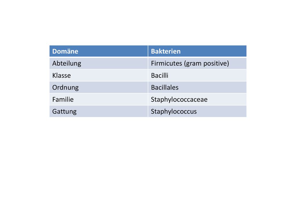 Domäne Bakterien. Abteilung. Firmicutes (gram positive) Klasse. Bacilli. Ordnung. Bacillales.