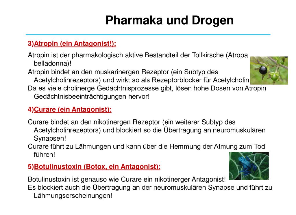 Pharmaka und Drogen Atropin (ein Antagonist!):