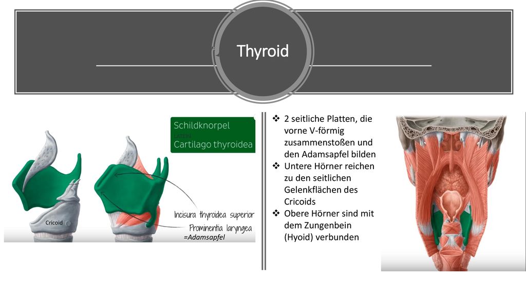 Thyroid Thyroid. 2 seitliche Platten, die vorne V-förmig zusammenstoßen und den Adamsapfel bilden.