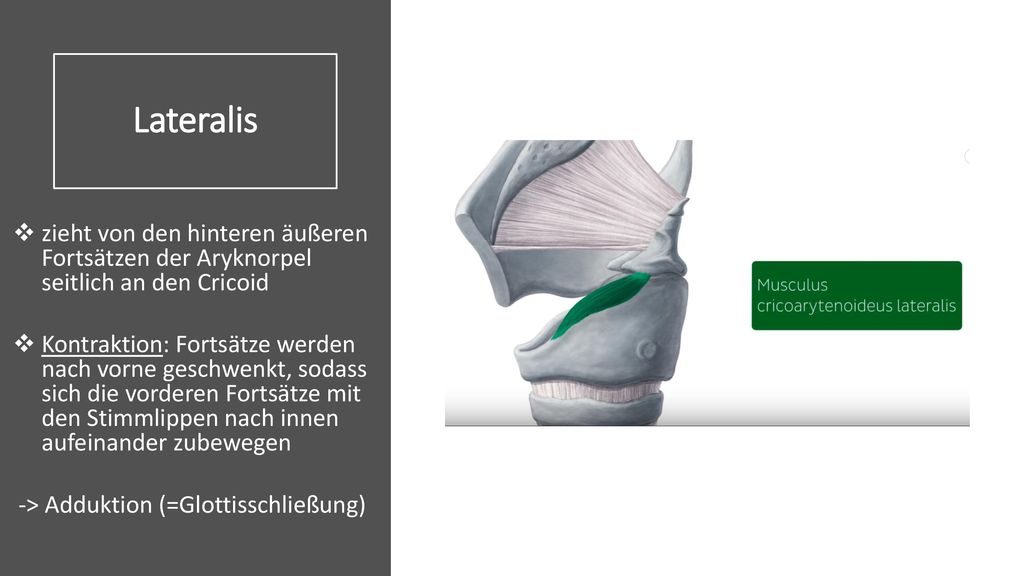 Lateralis zieht von den hinteren äußeren Fortsätzen der Aryknorpel seitlich an den Cricoid.