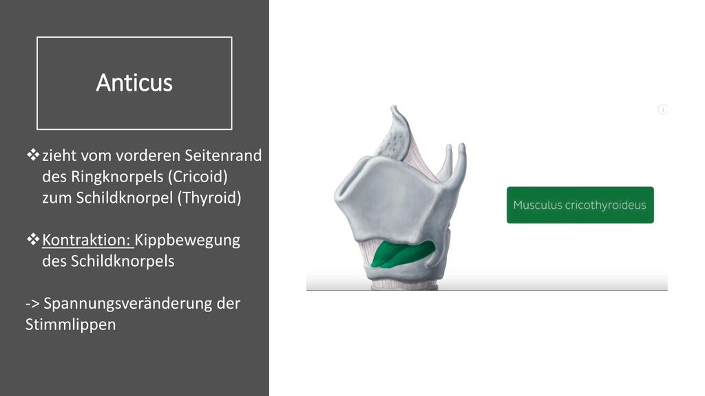 Anticus zieht vom vorderen Seitenrand des Ringknorpels (Cricoid) zum Schildknorpel (Thyroid) Kontraktion: Kippbewegung des Schildknorpels.