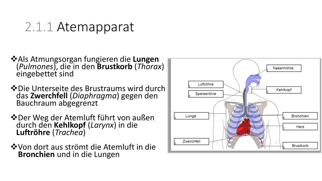2.1.1 Atemapparat Als Atmungsorgan fungieren die Lungen (Pulmones), die in den Brustkorb (Thorax) eingebettet sind.