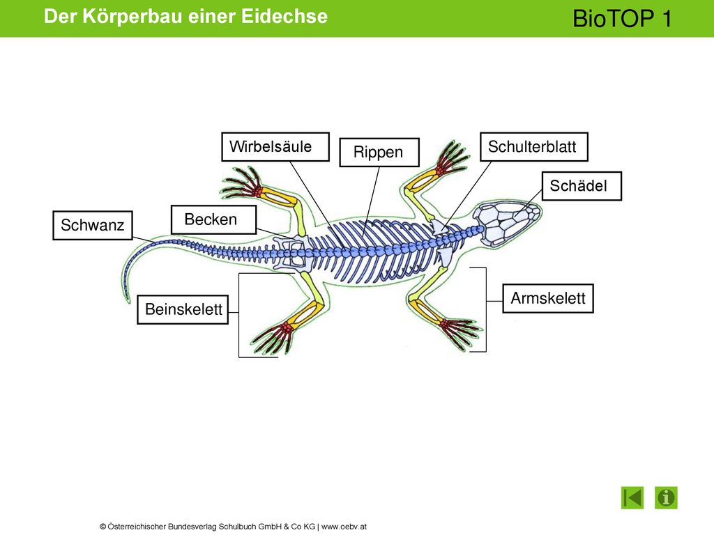 Der Körperbau einer Eidechse - ppt herunterladen