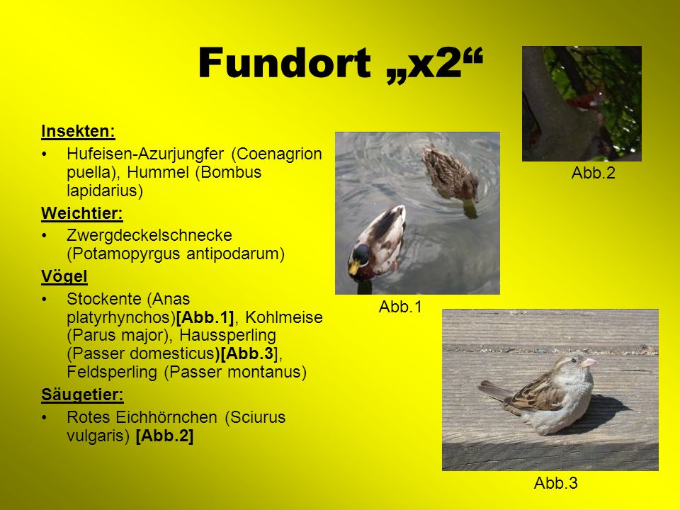 Fundort „x2 Insekten: Hufeisen-Azurjungfer (Coenagrion puella), Hummel (Bombus lapidarius) Weichtier: