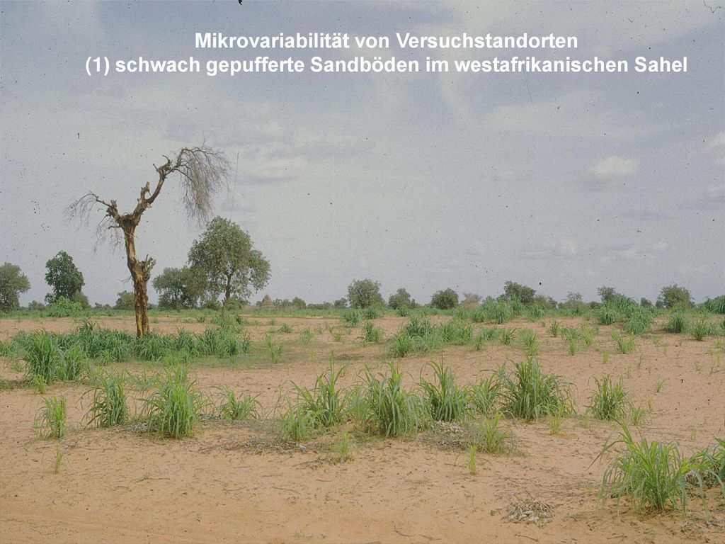 Mikrovariabilität von Versuchstandorten (1) schwach gepufferte Sandböden im westafrikanischen Sahel