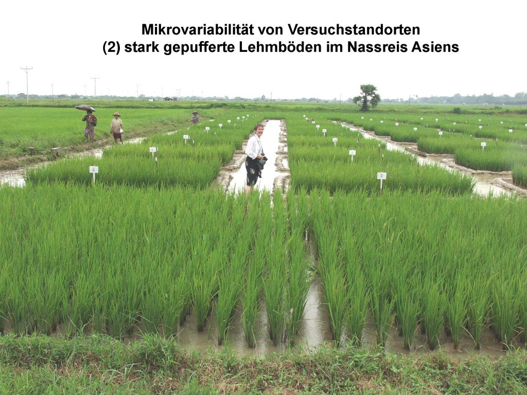 Mikrovariabilität von Versuchstandorten (2) stark gepufferte Lehmböden im Nassreis Asiens
