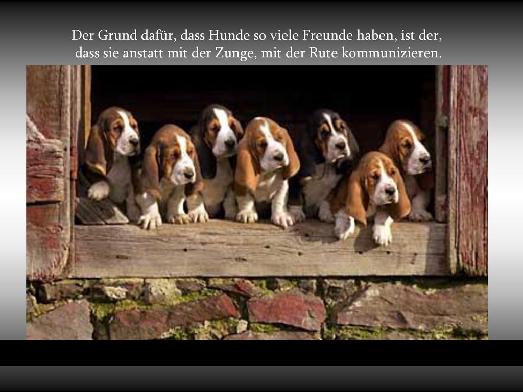 Der Grund dafür, dass Hunde so viele Freunde haben, ist der,