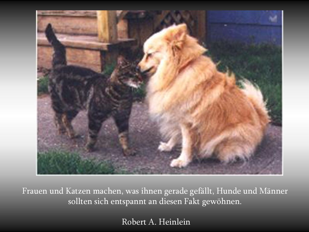 Frauen und Katzen machen, was ihnen gerade gefällt, Hunde und Männer