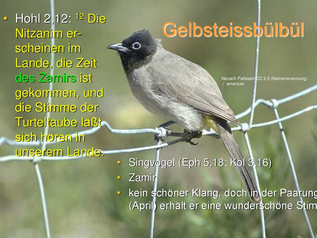 Hohl 2,12: 12 Die Nitzanim er-scheinen im Lande, die Zeit des Zamirs ist gekommen, und die Stimme der Turteltaube läßt sich hören in unserem Lande.