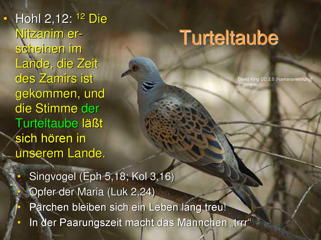 Hohl 2,12: 12 Die Nitzanim er-scheinen im Lande, die Zeit des Zamirs ist gekommen, und die Stimme der Turteltaube läßt sich hören in unserem Lande.